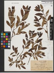 Foto von Salix triandra subsp. triandra L.